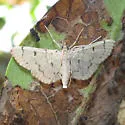 Blepharomastix achroalis - Hodges#5185 - photo 2