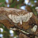 Blepharomastix achroalis - Hodges#5185 - photo 3