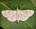 Blepharomastix achroalis - Hodges#5185 - photo 4