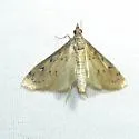 Blepharomastix haedulalis - Hodges#5186