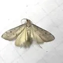 Blepharomastix haedulalis - Hodges#5186 - photo 2
