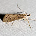 Blepharomastix haedulalis - Hodges#5186 - photo 3