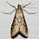 Blepharomastix haedulalis - Hodges#5186 - photo 4