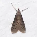 Blepharomastix haedulalis - Hodges#5186 - photo 5