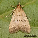 Blepharomastix potentalis - Hodges#5184