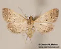 Blepharomastix potentalis - Hodges#5184 - photo 2
