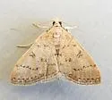 Blepharomastix potentalis - Hodges#5184 - photo 3
