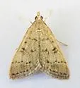 Blepharomastix potentalis - Hodges#5184 - photo 4