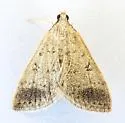 Blepharomastix potentalis - Hodges#5184 - photo 5