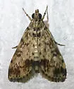 Blepharomastix schistisemalis - Hodges#5191