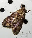 Blepharomastix schistisemalis - Hodges#5191 - photo 2
