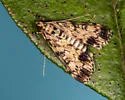 Blepharomastix schistisemalis - Hodges#5191 - photo 4