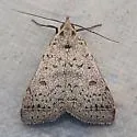 Bleptina biformata - Hodges#8370.2