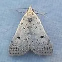 Bleptina biformata - Hodges#8370.2 - photo 2