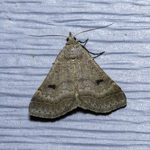 Bent-winged Owlet - Hodges#8370