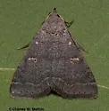 Bleptina flaviguttalis - Hodges#8373