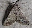 Bleptina flaviguttalis - Hodges#8373 - photo 3