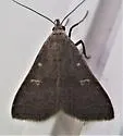 Bleptina flaviguttalis - Hodges#8373 - photo 4