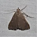 Bleptina flaviguttalis - Hodges#8373 - photo 5