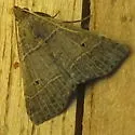 Bleptina flavivena - Hodges#8375