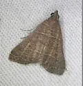Bleptina flavivena - Hodges#8375 - photo 4