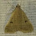 Bleptina flavivena - Hodges#8375 - photo 5