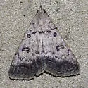 Bleptina inferior - Hodges#8371 - photo 4