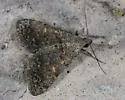 Bleptina minimalis - Hodges#8374