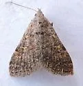 Bleptina minimalis - Hodges#8374 - photo 3