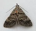 Bleptina minimalis - Hodges#8374 - photo 4