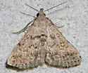 Bleptina minimalis - Hodges#8374 - photo 5