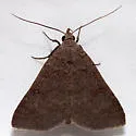 Bleptina sangamonia - Hodges#8372 - photo 3