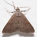 Bleptina sangamonia - Hodges#8372 - photo 4