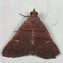 Bleptina verticalis - Hodges#8375.1