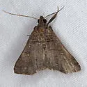 Bleptina verticalis - Hodges#8375.1 - photo 2
