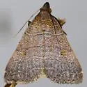 Bleptina verticalis - Hodges#8375.1 - photo 3