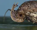 Bleptina verticalis - Hodges#8375.1 - photo 4