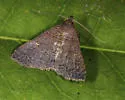 Bleptina verticalis - Hodges#8375.1 - photo 5