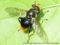 Blera analis - photo 5