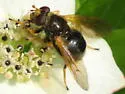 Blera armillata
