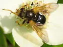 Blera armillata - photo 3