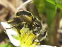 Blera confusa - photo 2