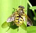 Blera humeralis
