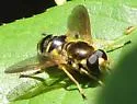 Blera humeralis - photo 3