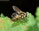Blera humeralis - photo 4