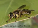 Blera humeralis - photo 5