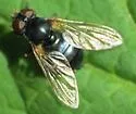 Blera nigra - photo 3