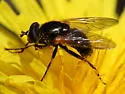 Blera nigra - photo 4