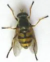 Blera scitula - photo 2