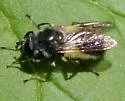 Blera umbratilis - Blera umbratilis